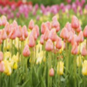 Meet your Posher, Pamela